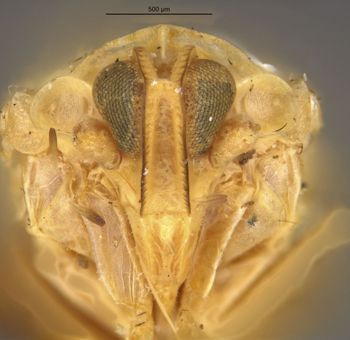 Media type: image;   Entomology 22247 Aspect: head frontal view
